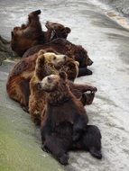 five young brown Bears playing at water stream