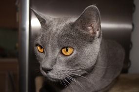 grey domestic Cat with yellow Eyes