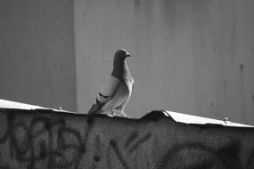 Grey photo of Pigeon Bird