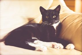 black and white cat lying on the chair
