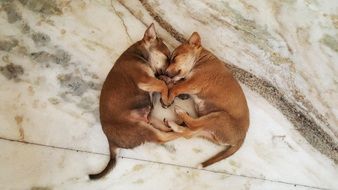 two brown puppies are sleeping on the floor