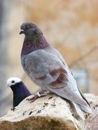 pigeon on stone close-up on blurred background