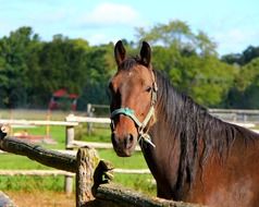 brown horse in a paddock on a farm