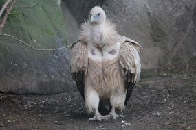 vulture is a formidable bird