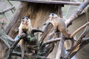 monkeys climb trees