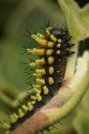 Madagascar Caterpillar