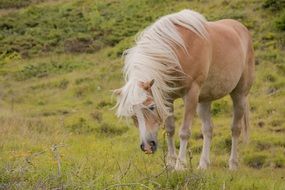 stunningly beautiful Horse