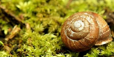 Snail Shell in Green garden