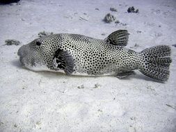 giant puffer fish in water