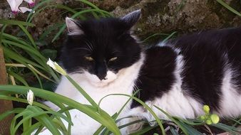 black and white cat lying on grass