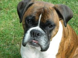 portrait of a white brown boxer