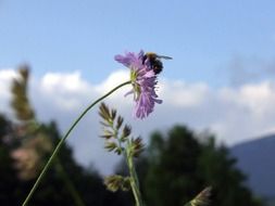 Bumblebee Bee with flower