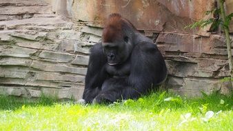 fascinating Gorilla