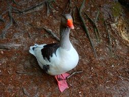goose near the root of a tree