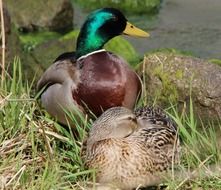 two ducks with colorful plumage on the grass close-up