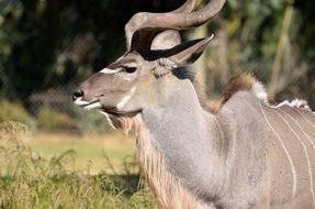 Great Kudu Wildlife