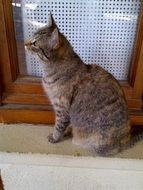 sitting domestic cat