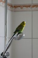 budgie in the shower