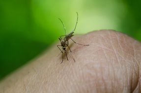 macro picture of mosquito drinks blood