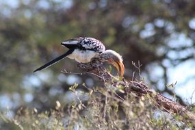 Hornbill in Africa