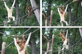 Monkeys are climbing as a collage