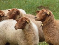 farm sheep on pasture in summer