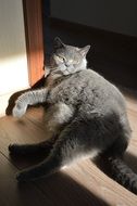 domestic gray cat lying on the floor