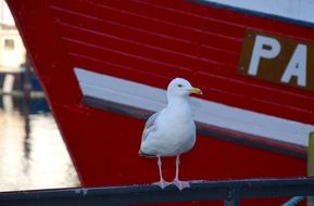 seagull near the red boat