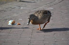 duck is on the pavement