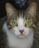 cat with green eyes close-up