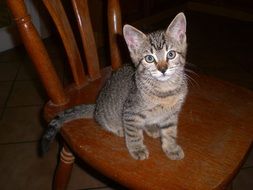 young cat on the chair