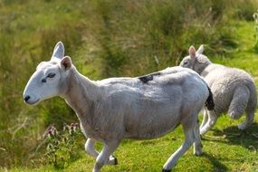 White sheep in a green meadow