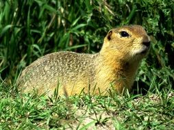 ground squirrel or meadow dog