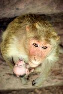 a monkey with a cub in the jungle