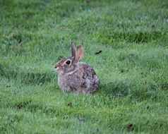 furry rabbit on the green lawn