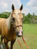 domestic horse on a farm