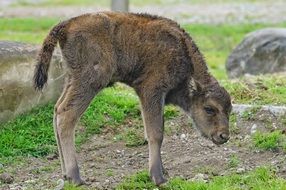 young european bison
