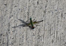 Colorful Cricket with the Shadow