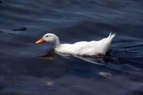 white duck in the pond