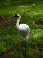 white crane stands on green grass