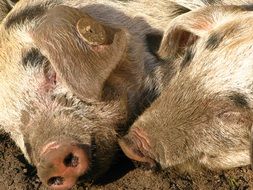 beautiful Pigs