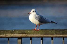 seagull on the fence along the river close-up on blurred background