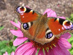 Peacock butterfly on pink spring flower