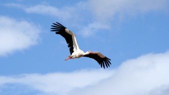 the wingspan of a stork