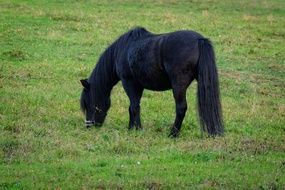 black pony in the meadow