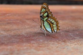 butterfly in fauna