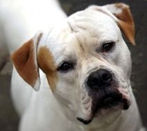 American Bulldog, white dog looking up