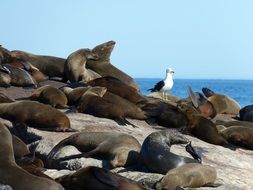 seals in South Africa