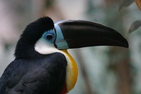 exotic bird toucan