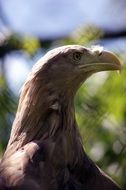 profile picture of a predatory eagle